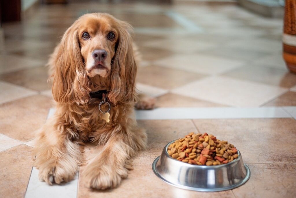 Mistakes that worsen your dog behavior