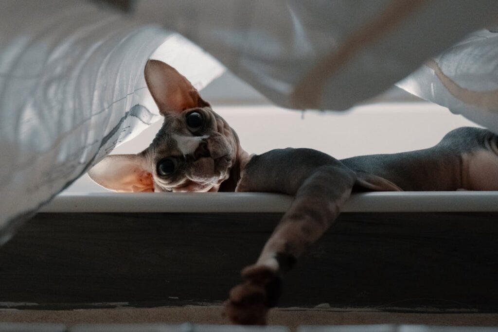 Sphynx lying