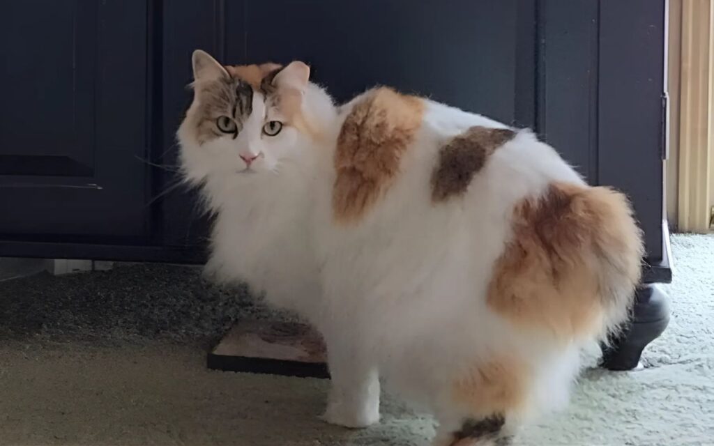 American Bobtail Cat