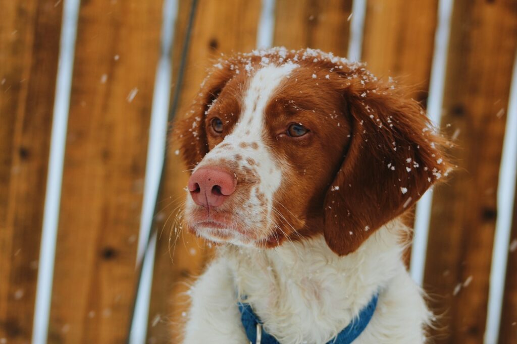 Brittany Dog
