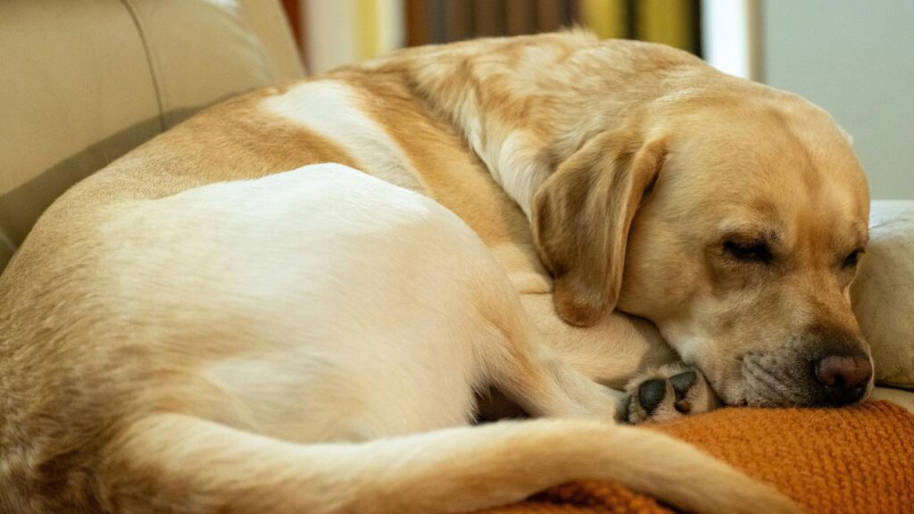 dog sleeping