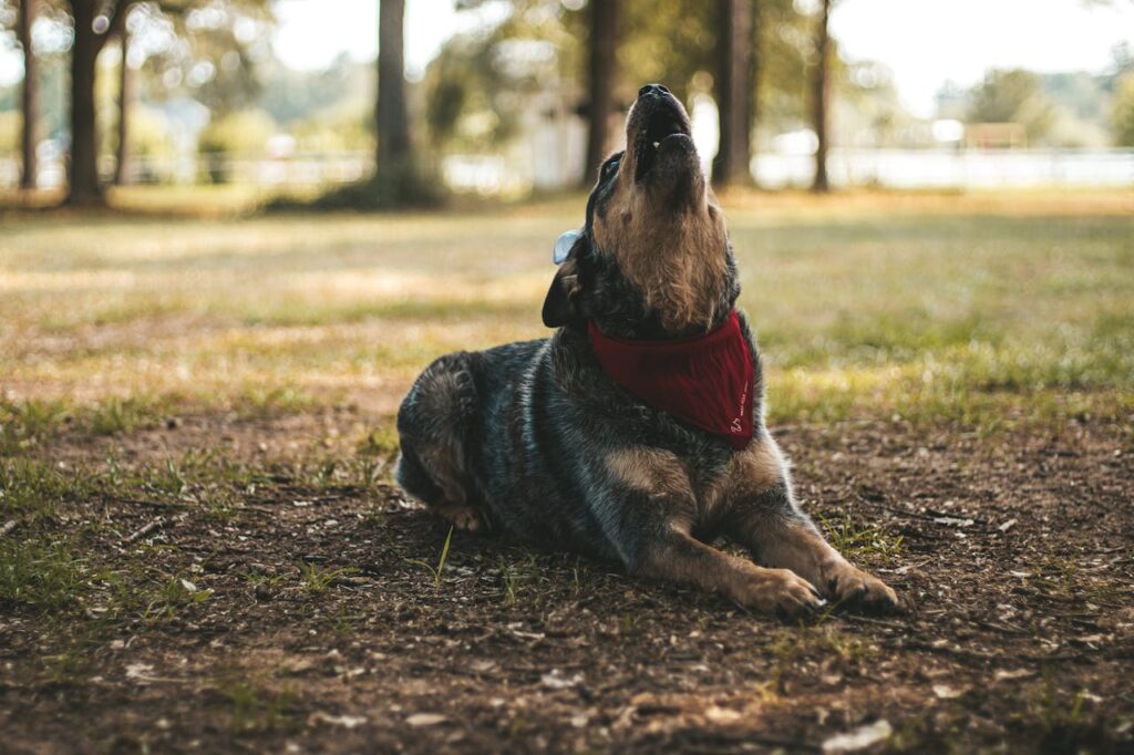 Australian Cattle Dog outdoors