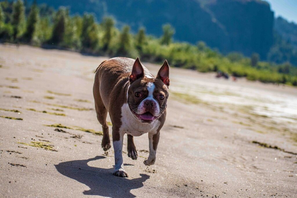 Boston Terrier in the wild