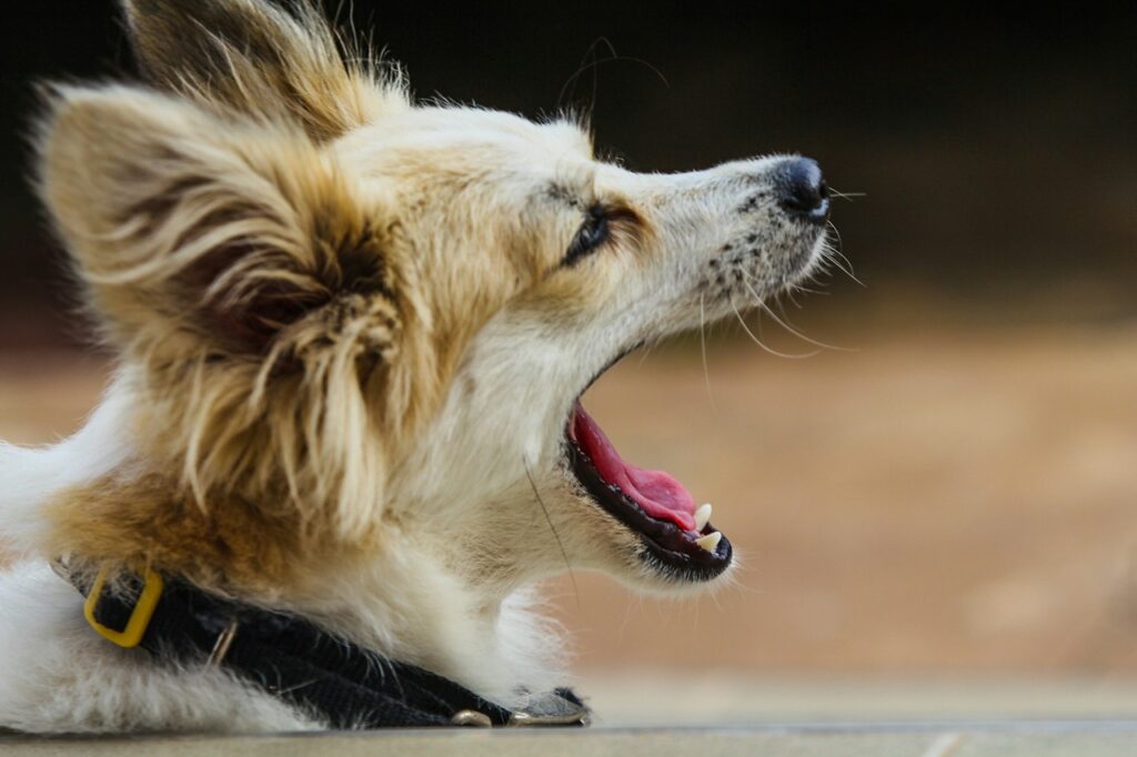 Barking dog