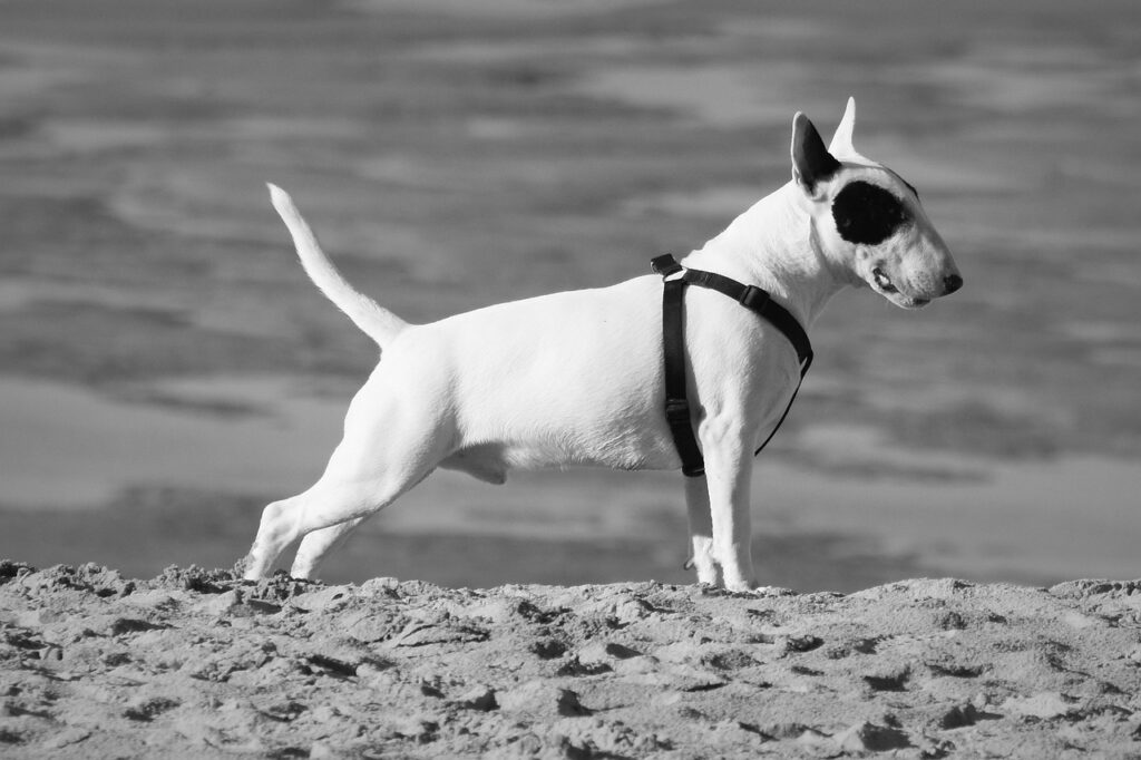 Miniature Bull Terrier alert