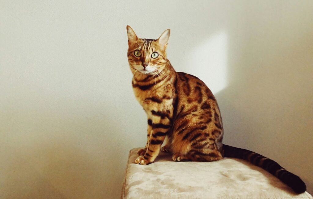 A Bengal Cat