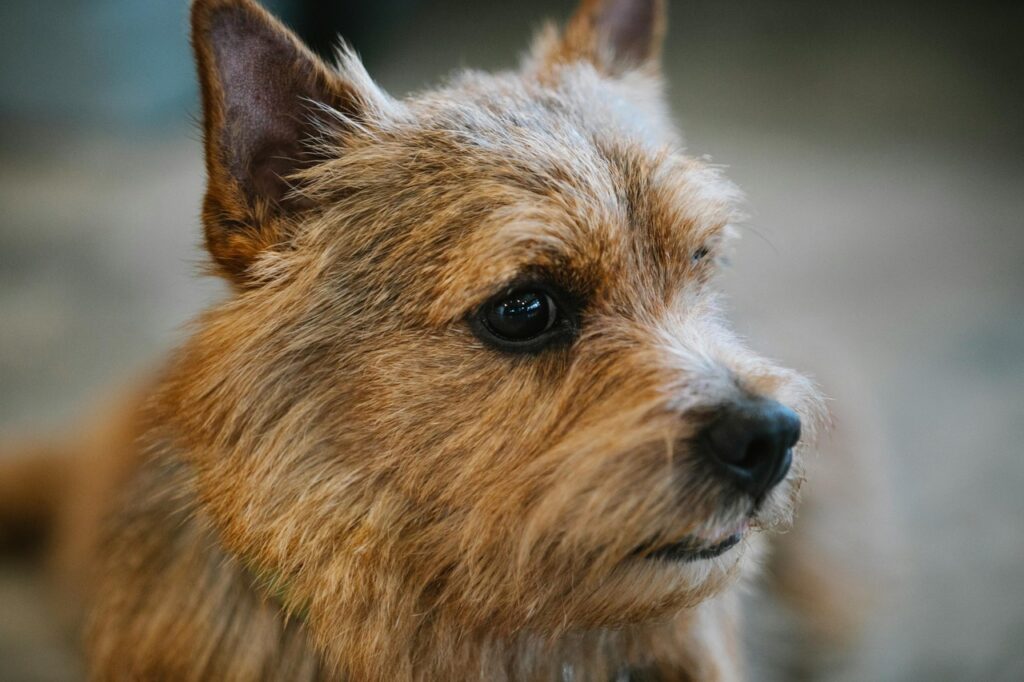 Norwich Terrier closeup