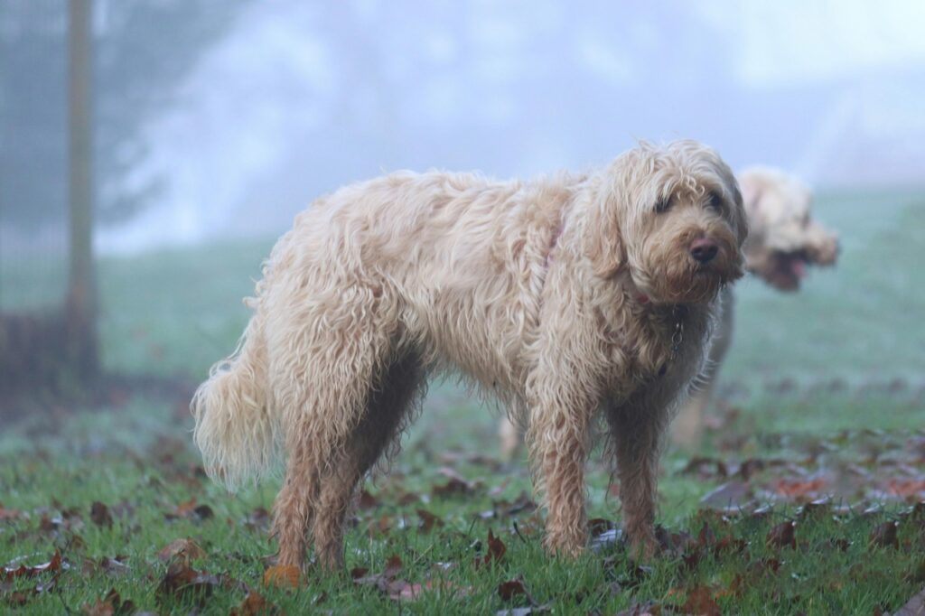 Otterhound in the mist