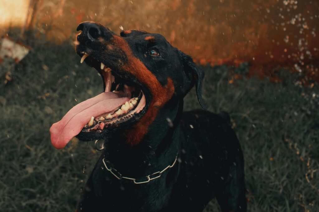 Doberman with its mouth open
