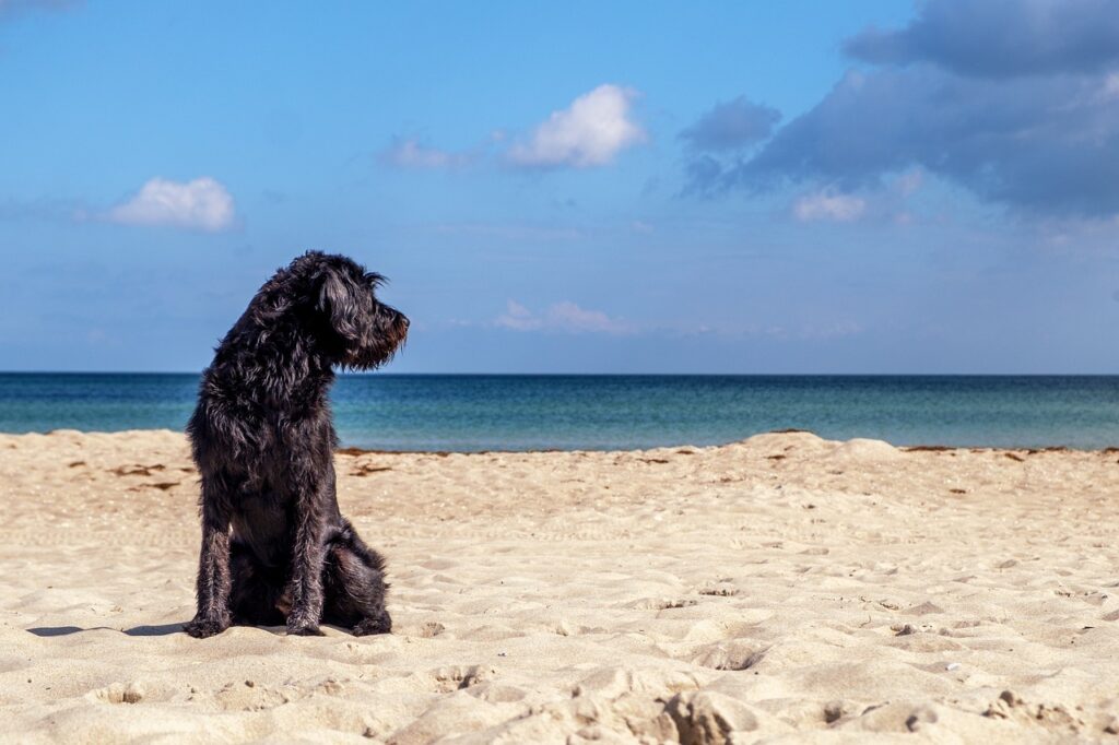 Dog at the beach