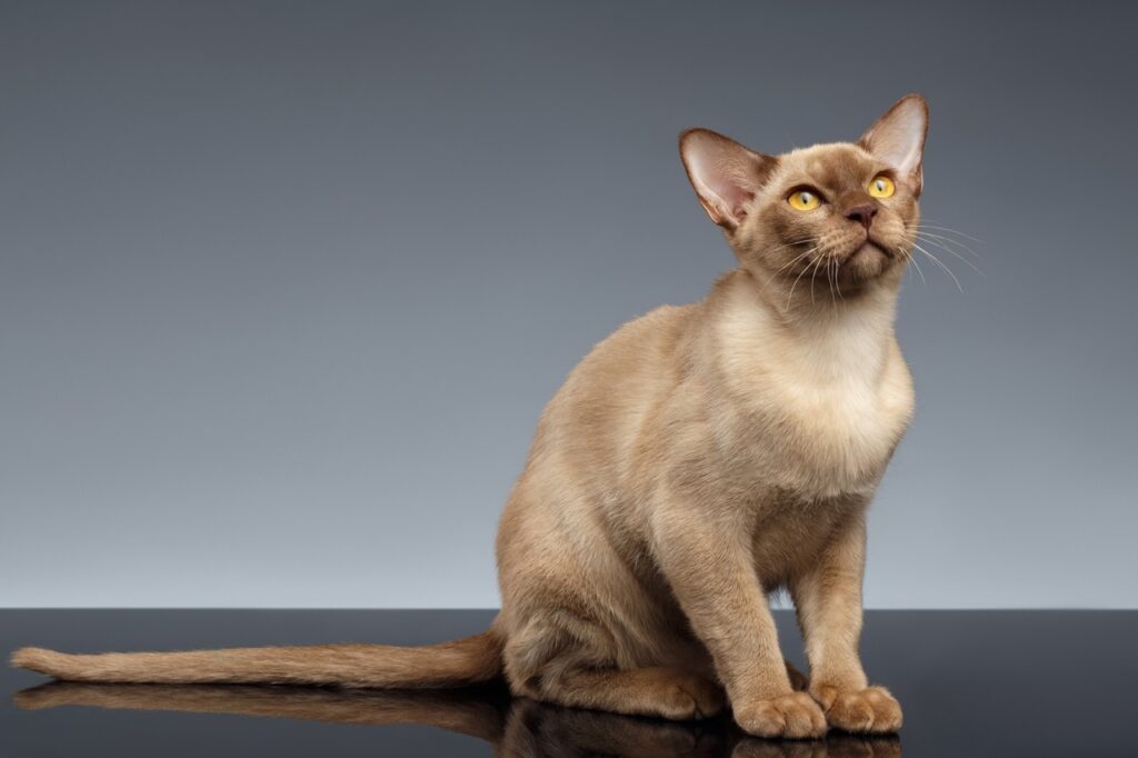 Burmese cat