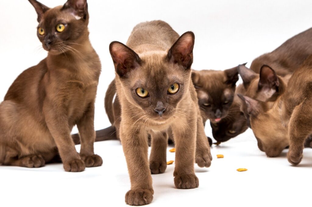 Burmese kittens