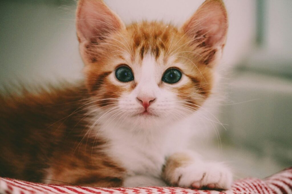 Cat Breeds with the Most Striking Eyes