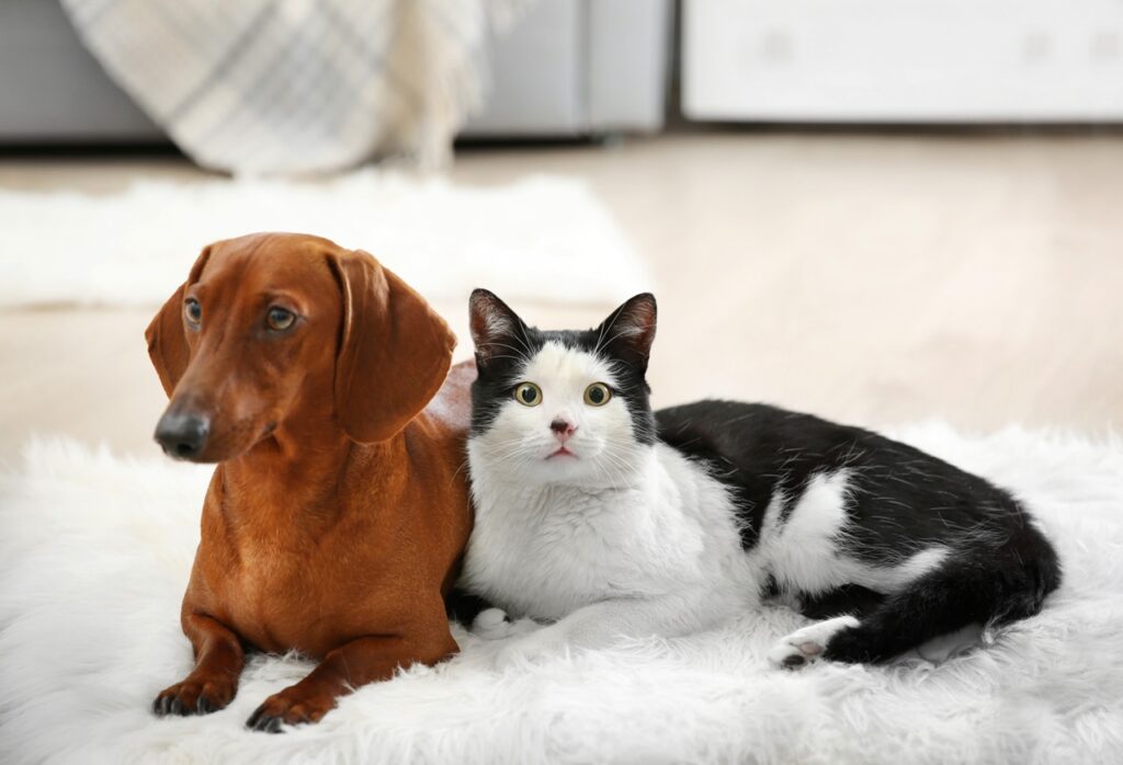 Cat with Dog