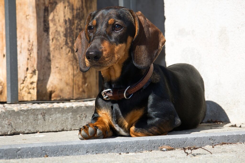 Dachshund Resting