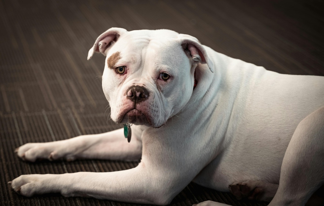 American Bulldog indoors