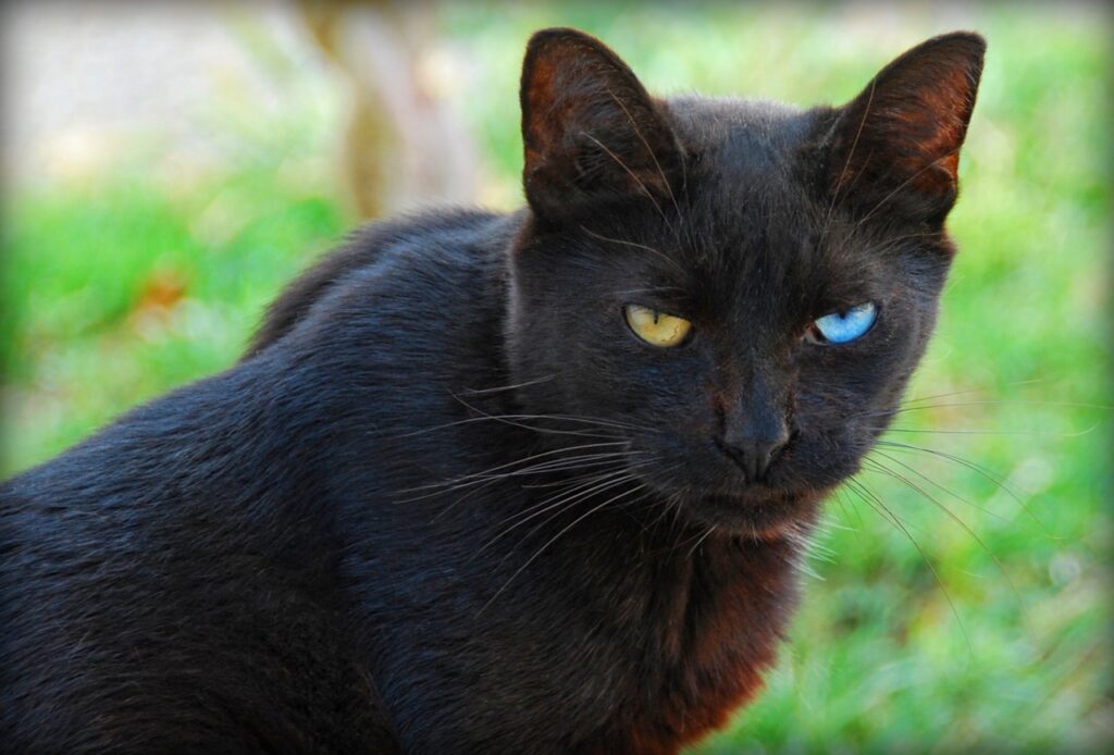 Black odd-eyed cat