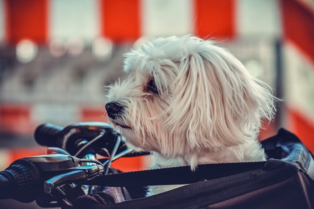 Maltese on a cycle carrier