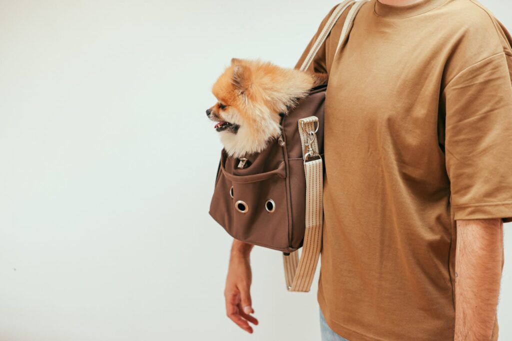 Pomeranian in a bag