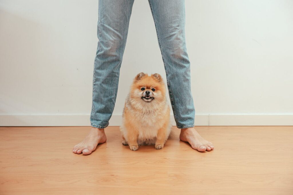 Pomeranian under the legs