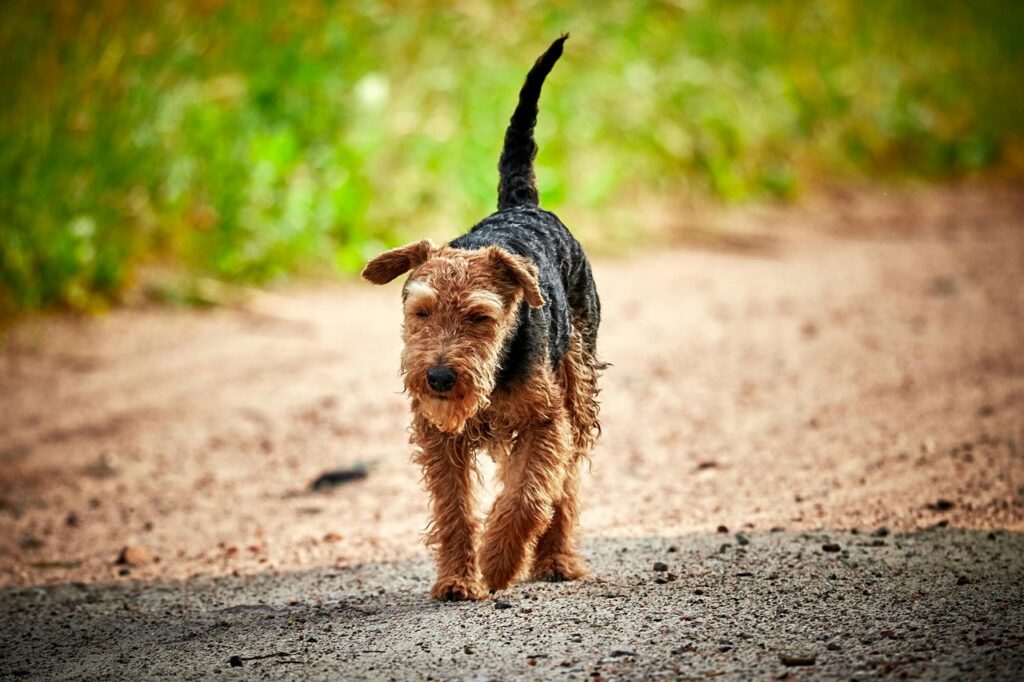 Welsh Terrier on a stroll