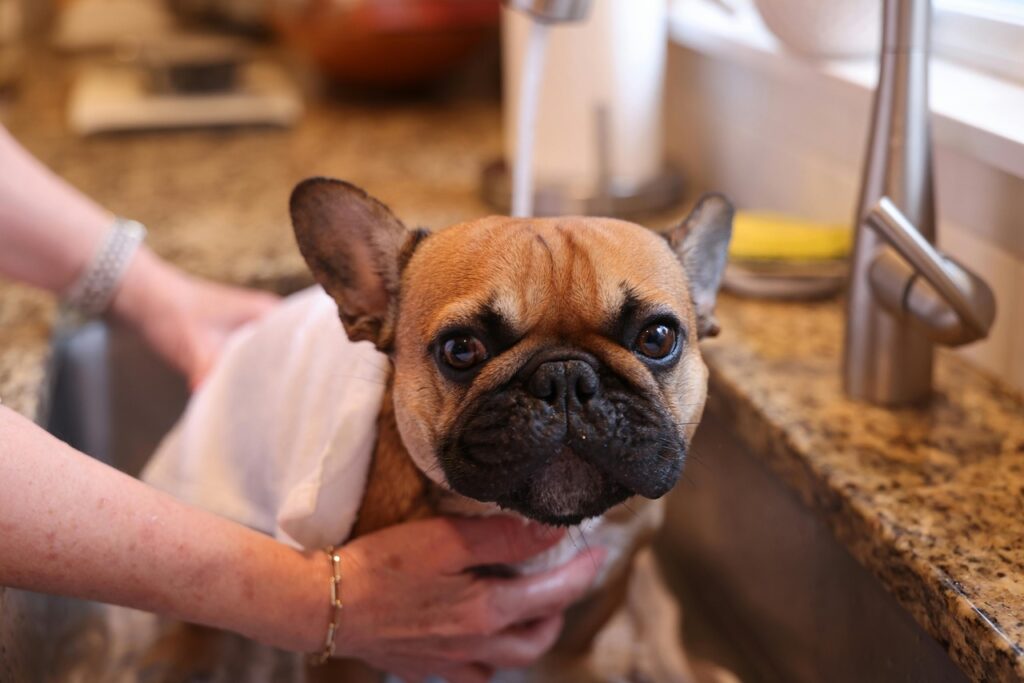 Bulldog being bathed