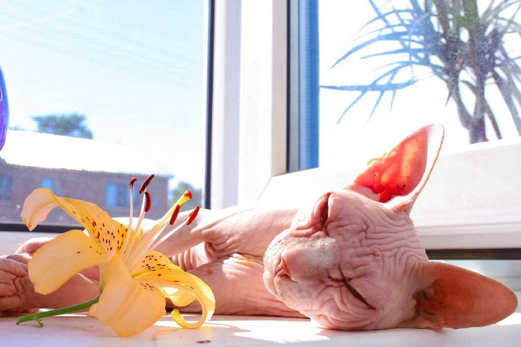 Sphynx lying under sun