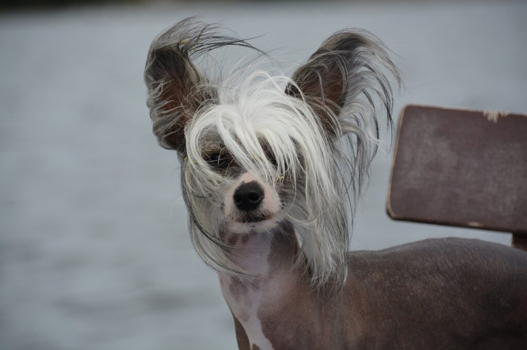 Chinese Crested looking at us
