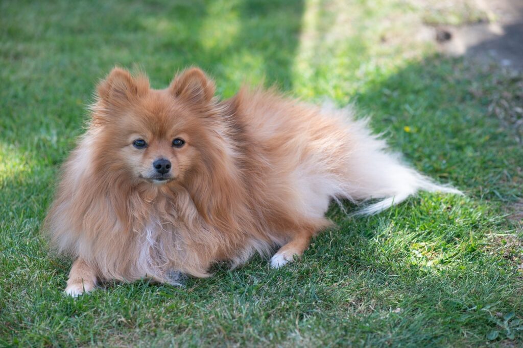 Pomeranian on the yard