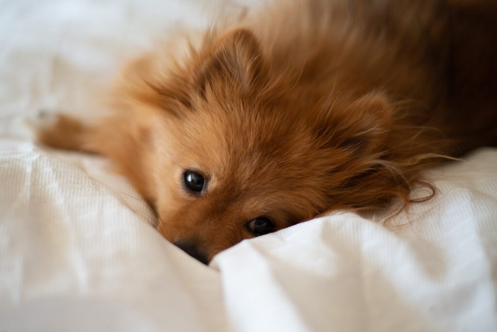 Pomeranian in bed