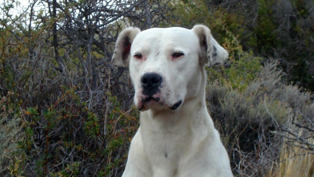 dogo argentino