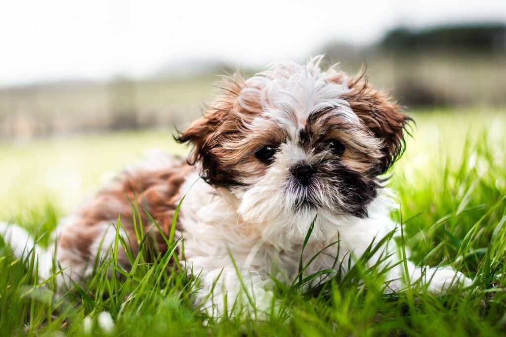 Shih Tzu in the wild