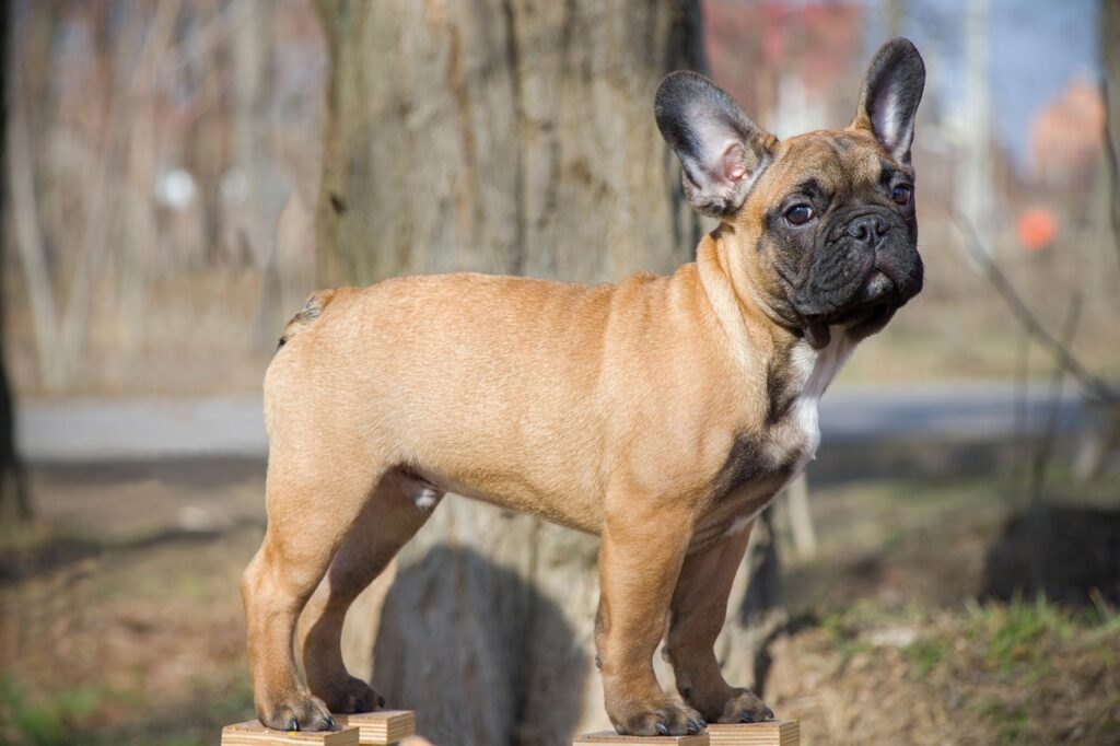 French Bulldog outdoors