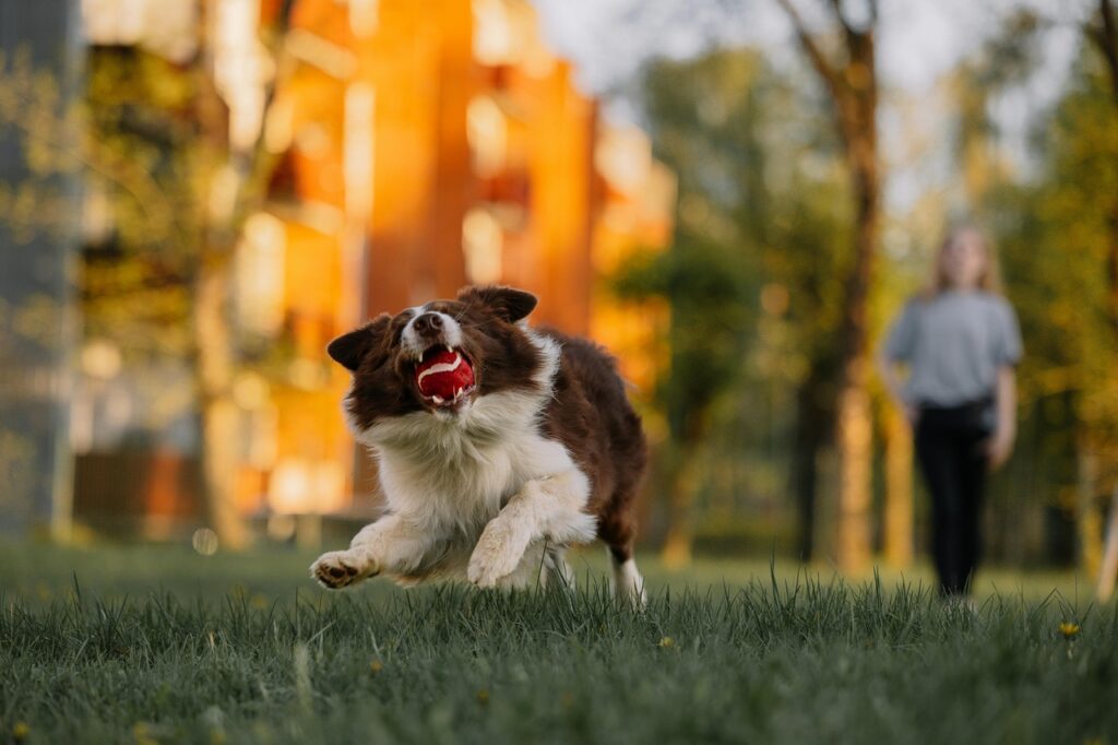 Border Collie at a dog park