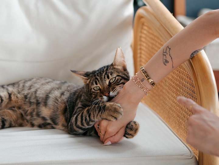 Cat biting the arm of its human