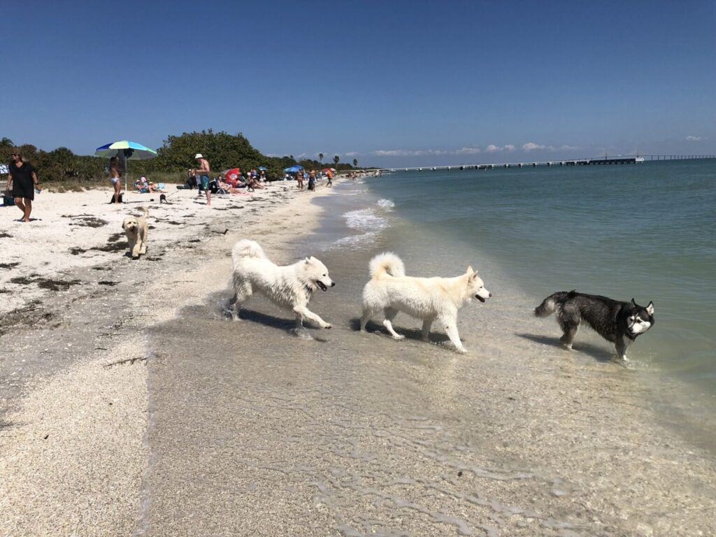 Dogs at the Fort De Soto Park
