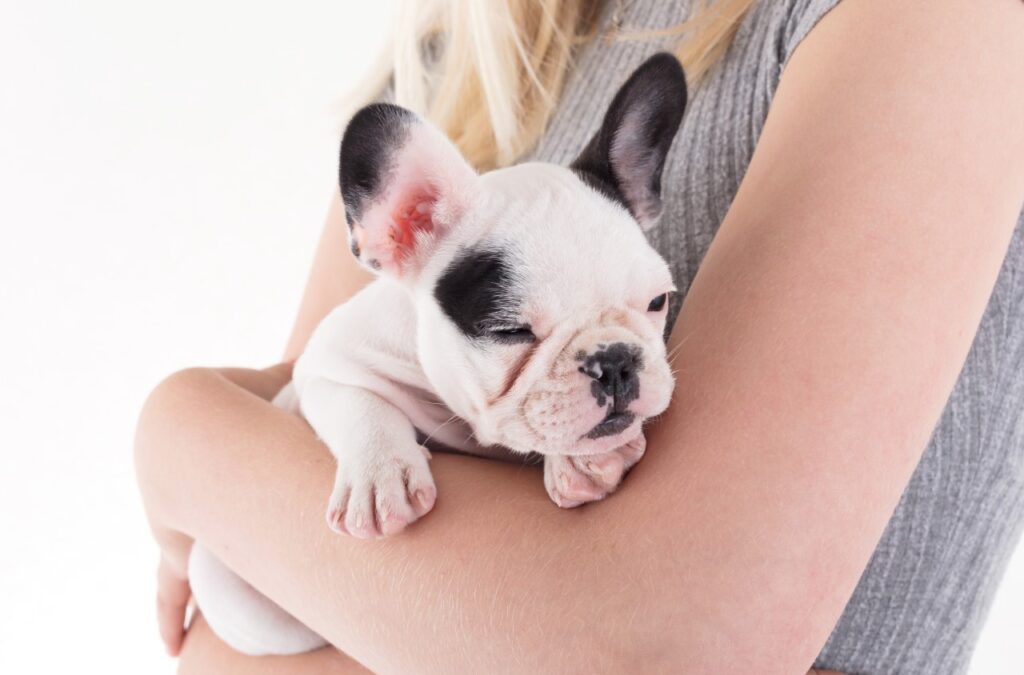 Dog Breeds With Huge Vet Bills