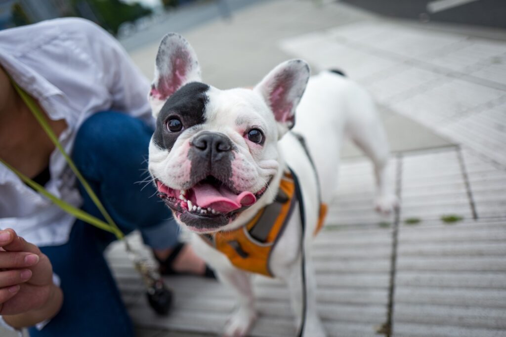 French Bulldog