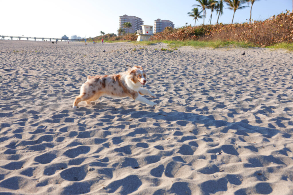 Dog at Jupiter Beach