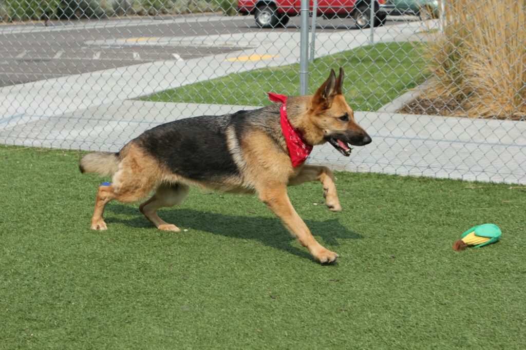 German Shepherd