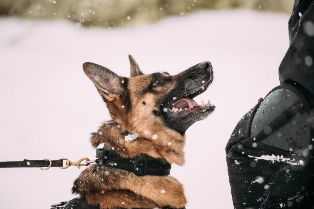 German Shepherd Guard dog