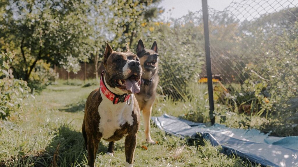 pitbull and german shepherd