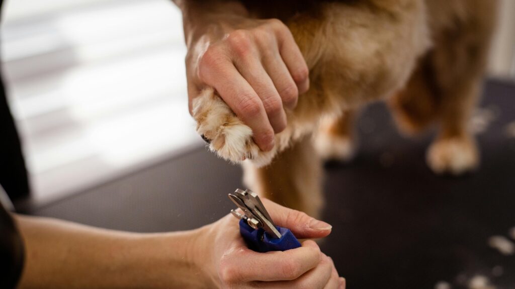 Dog nails being trimmed