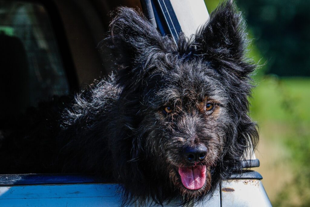 Mudi peering out of car window