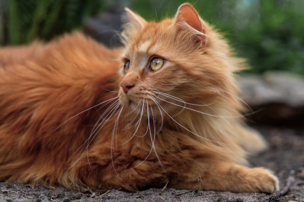 A close up of a furry cat