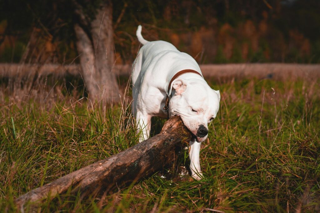 American Bulldog Outdoors