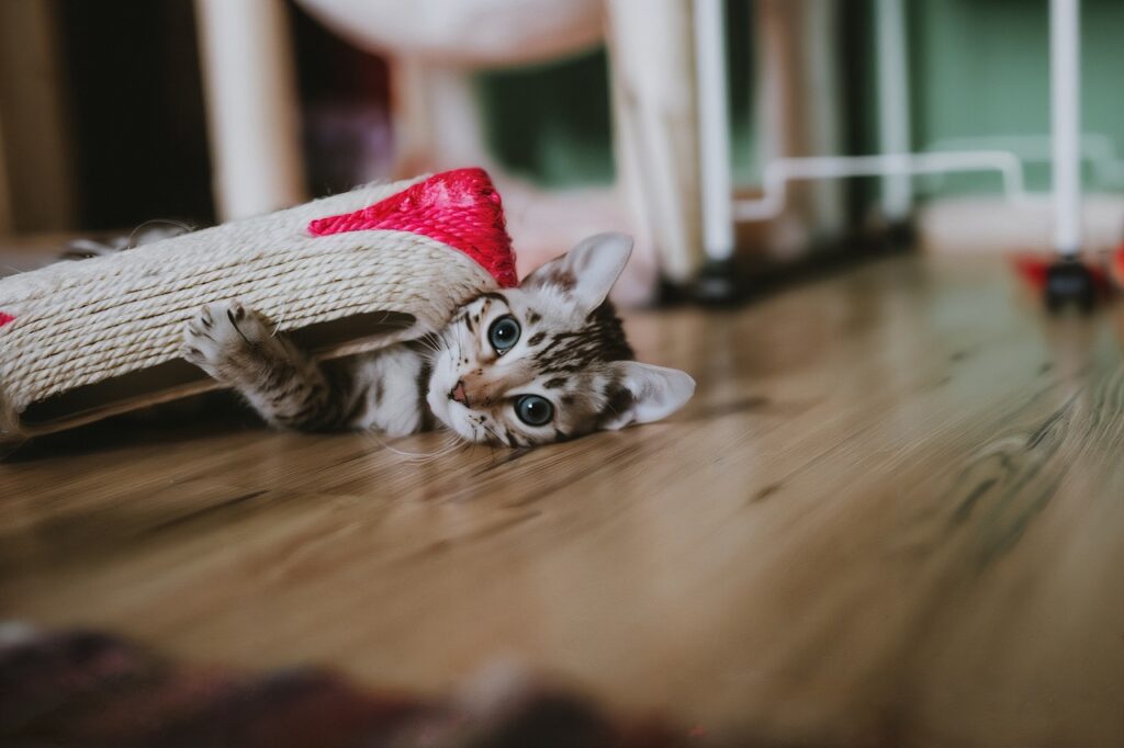 A kitten playing with a toy