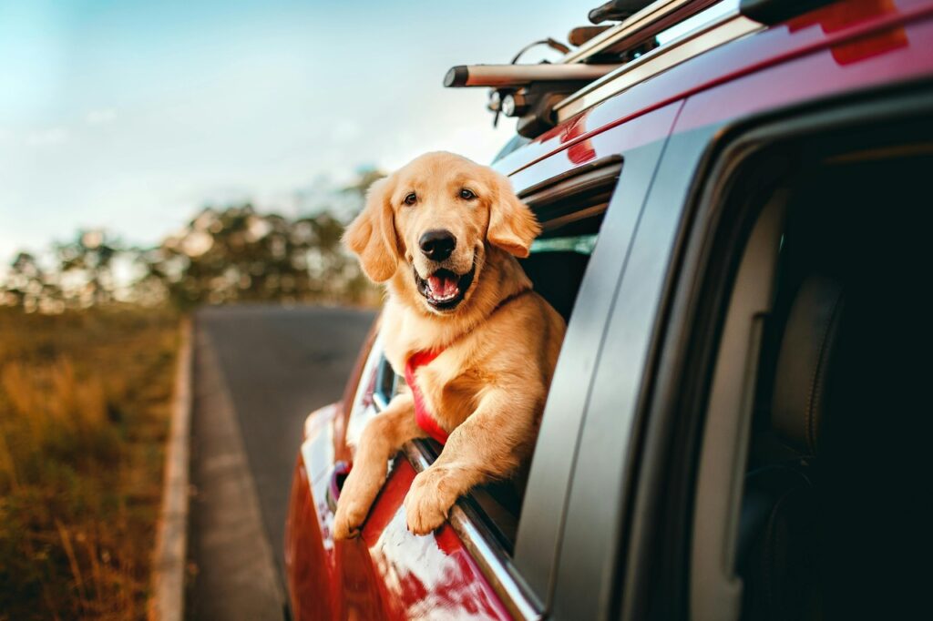 Golden Retriever sticking head out of a car