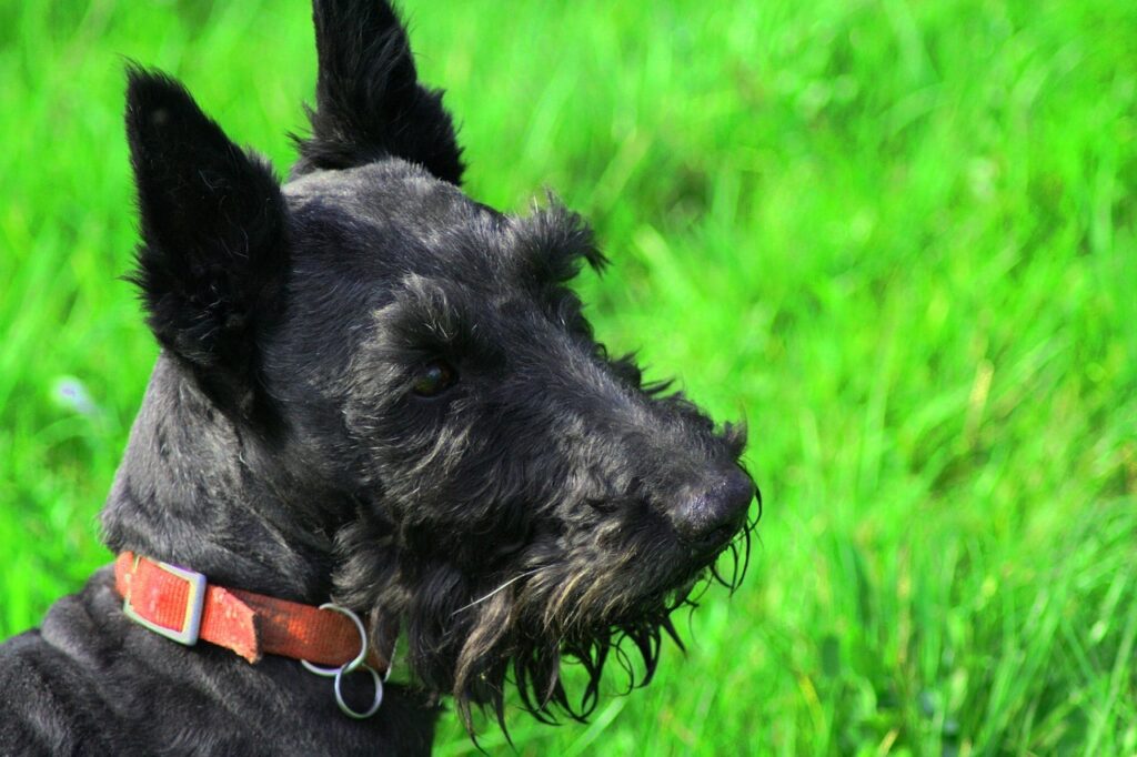 Scottish Terrier in grassland