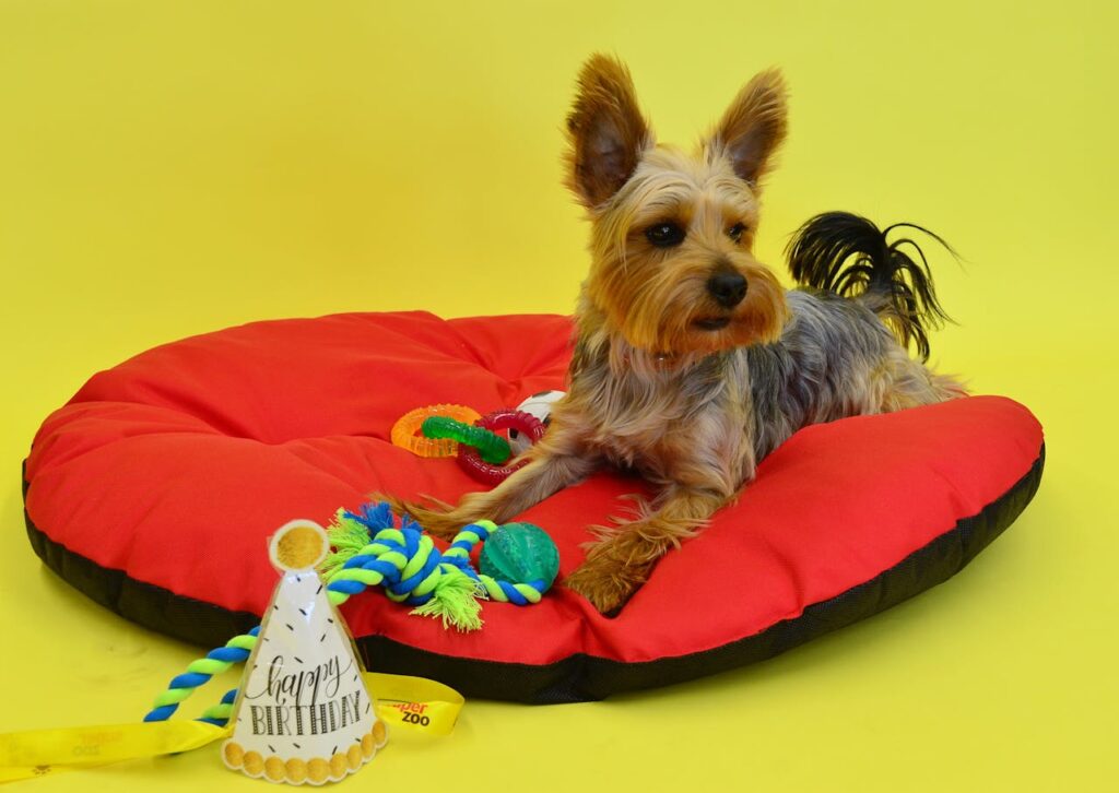 Dog with toys